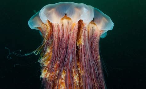 lion's mane jellyfish genus.